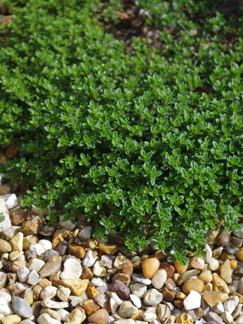 Easy evergreens for winter interest Easy evergreens for winter interest