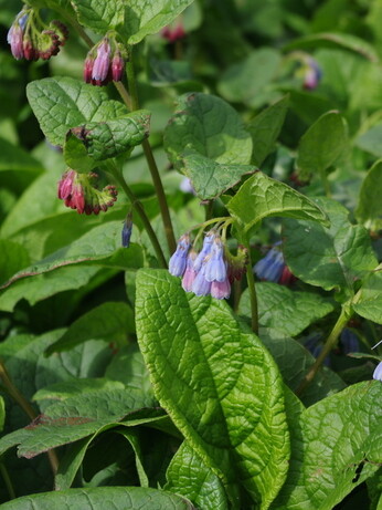 Springtime shade plants 