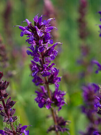 Salvia nemorosa- how to grow and care for Salvia nemorosa- how to grow and care for