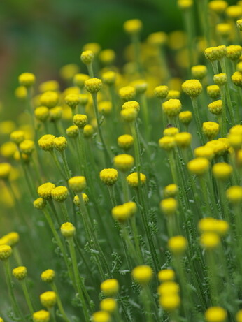 Gardening Dilemmas - Part 1 Gardening Dilemmas - Part 1