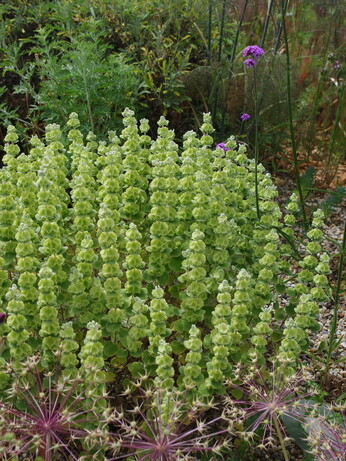 Top 12 drought-resistant plants Top 12 drought-resistant plants