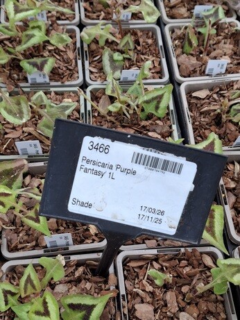 Weekly catch up with garden & propagation Weekly catch up with garden & propagation