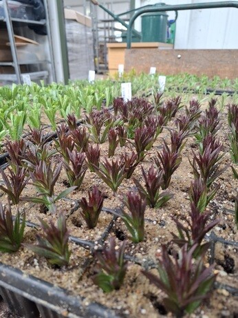Weekly catch up with garden & propagation Weekly catch up with garden & propagation