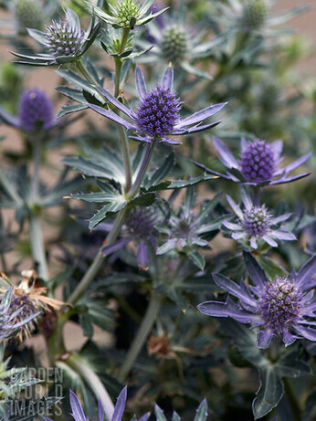 How to grow eryngium (sea holly) How to grow eryngium (sea holly)