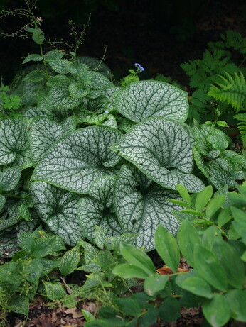 Gardening Dilemmas - Part 5 Gardening Dilemmas - Part 5