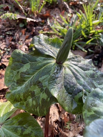 Weekly catch up with gardens & propagation Weekly catch up with gardens & propagation
