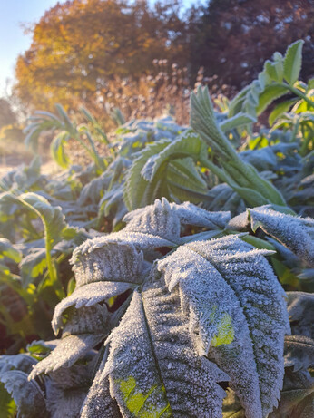 February news from the garden and propagation February news from the garden and propagation