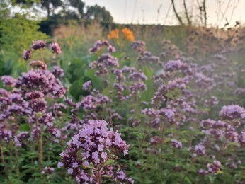 Origanum- the perfect Gravel Garden plant Origanum- the perfect Gravel Garden plant