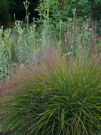 Weekly catch up with garden & propagation Weekly catch up with garden & propagation