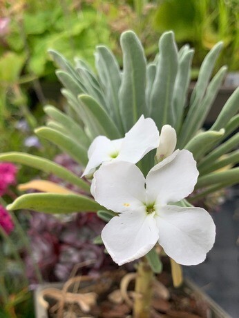 Weekly catch up with garden & propagation Weekly catch up with garden & propagation