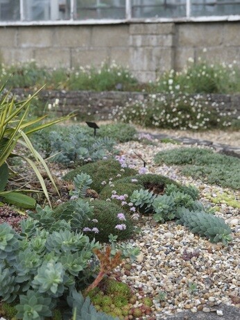 Weekly catch up with garden & propagation Weekly catch up with garden & propagation