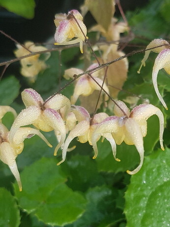 How to grow epimedium How to grow epimedium