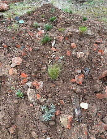 Colchester Meanwhile Garden Colchester Meanwhile Garden