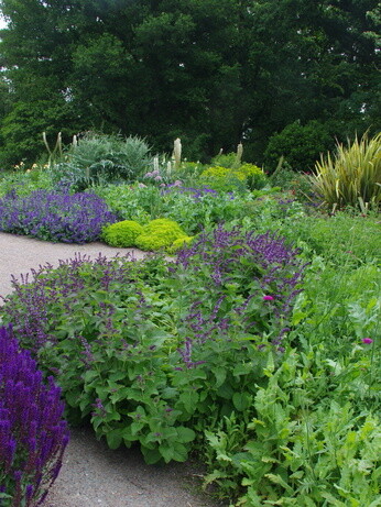 Plants that have stood up to the summer - Reservoir Garden Plants that have stood up to the summer - Reservoir Garden