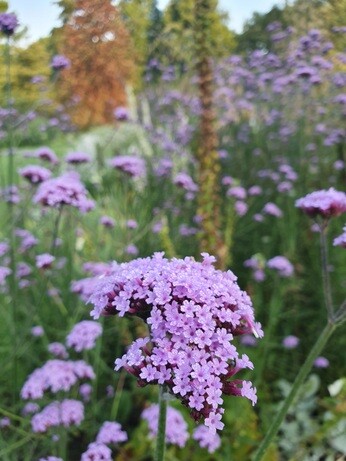 What's still in flower in October? What's still in flower in October?