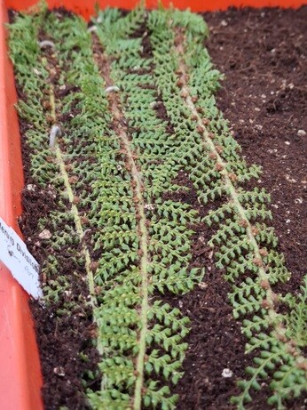 Weekly catch up with garden & propagation Weekly catch up with garden & propagation