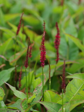 Plant profile - astilbe Plant profile - astilbe