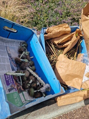 Seed collecting with propagation expert Emily Seed collecting with propagation expert Emily