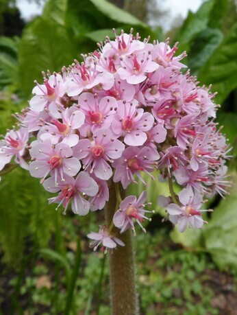 Plant combination ideas in June Plant combination ideas in June
