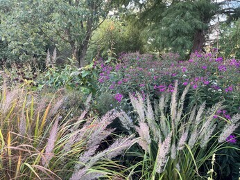 Ornamental Grasses for Autumnal Interest Ornamental Grasses for Autumnal Interest