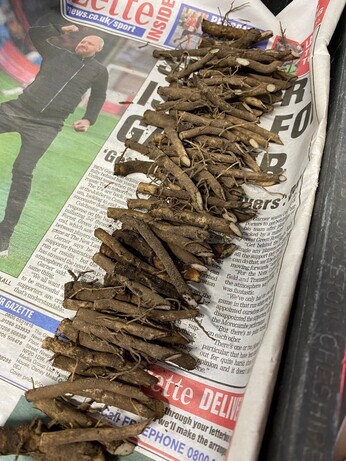 Winter Propagation- Root Cuttings Winter Propagation- Root Cuttings