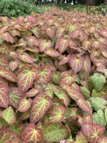 How to grow epimedium How to grow epimedium