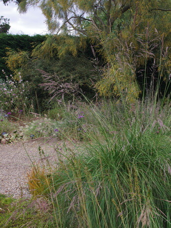 Stipa- How to Grow and Care for Stipa- How to Grow and Care for