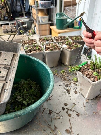 Weekly catch up with garden & propagation Weekly catch up with garden & propagation