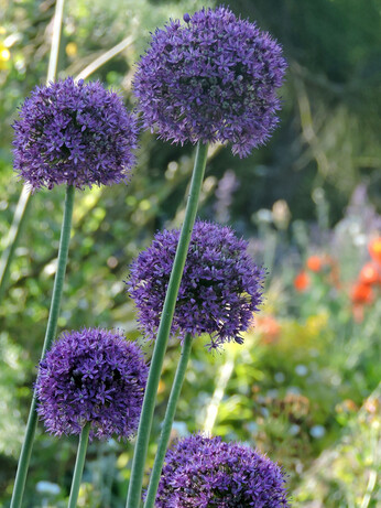 Weekly catch up with garden & propagation Weekly catch up with garden & propagation