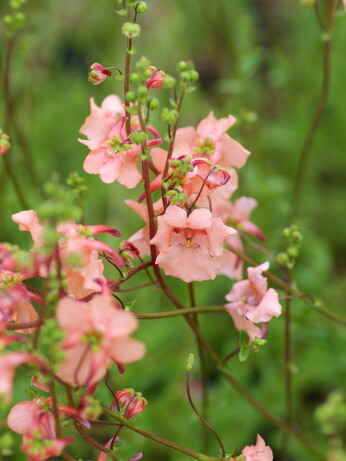 Perennials and tender plants for gorgeous seasonal container displays Perennials and tender plants for gorgeous seasonal container displays