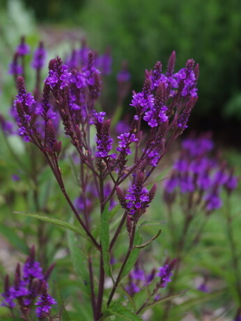 Verbena- How to Grow and Care for Verbena- How to Grow and Care for