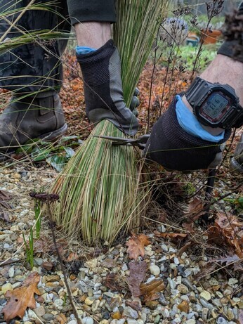 Weekly catch up with garden & propagation Weekly catch up with garden & propagation