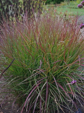 Perennials for Great Autumn Colour Perennials for Great Autumn Colour