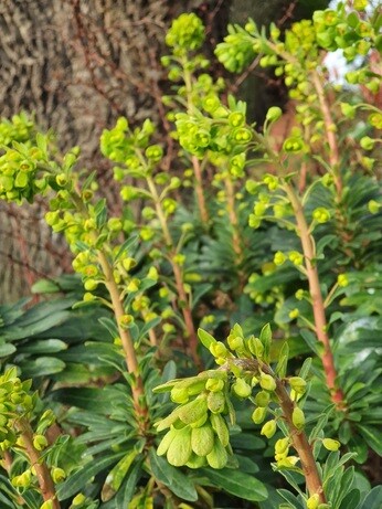 How to grow euphorbia (spurge) How to grow euphorbia (spurge)