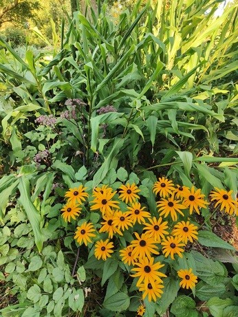 Weekly catch up with garden and propagation Weekly catch up with garden and propagation