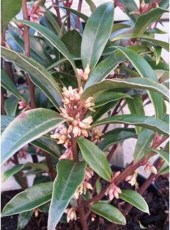 Easy shrubs for exquisite winter fragrance Easy shrubs for exquisite winter fragrance