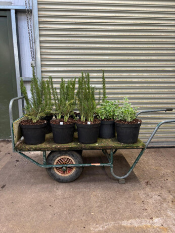 Weekly catch up with garden & propagation Weekly catch up with garden & propagation