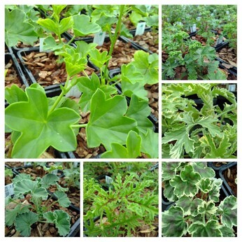 Perennials and tender plants for gorgeous seasonal container displays Perennials and tender plants for gorgeous seasonal container displays
