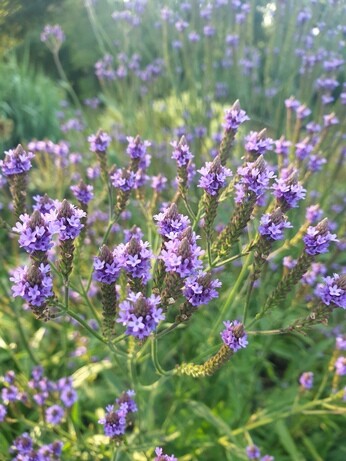 Verbena- How to Grow and Care for Verbena- How to Grow and Care for