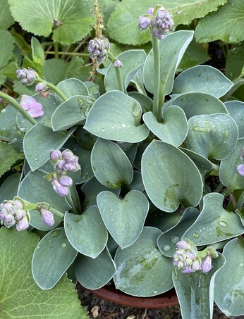 How to grow and get the best from your hostas How to grow and get the best from your hostas
