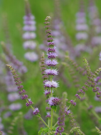 How to grow herbs and what to do with them How to grow herbs and what to do with them