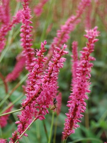 Plant profile - Bistorta amplexicaulis Plant profile - Bistorta amplexicaulis