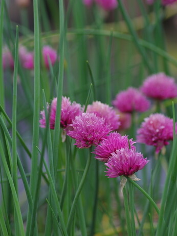 How to grow herbs and what to do with them How to grow herbs and what to do with them