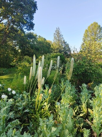 Weekly catch up with garden and propagation Weekly catch up with garden and propagation