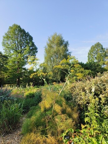 Weekly catch up with garden and propagation Weekly catch up with garden and propagation