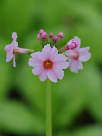 Weekly catch up with garden & propagation Weekly catch up with garden & propagation