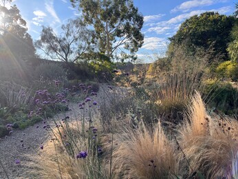Ornamental Grasses for Autumnal Interest Ornamental Grasses for Autumnal Interest