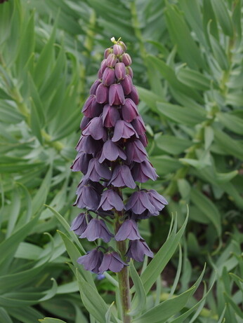 Weekly catch up with gardens & propagation Weekly catch up with gardens & propagation