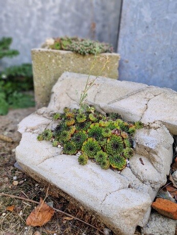 Urban planters experiment Urban planters experiment