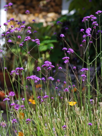 Weekly catch up with garden & propagation Weekly catch up with garden & propagation